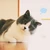 ゆーし