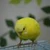 ウサギ