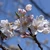 SAKURA1450