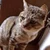 ねこだねえ