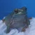 ぼさこ