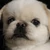 犬派