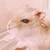 りくや