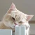 NoonNeko