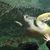 きな