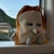 かんぶりあ