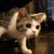 しゃお