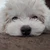 babchan