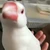harapeko717
