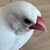 ゆきうさぎ