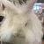 angryrabbit