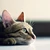 bastet