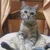 sumire