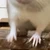 チッチ