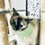 はな