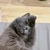 れんくん