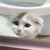 もも