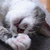 まるる