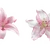 スプリンガースパニエル