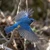blue-tail