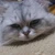 ユッケ