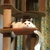 ぽんこ