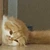 いなかのにゃんこ