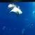 ハイタカ