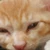 neko2neko2