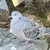 ふわふわの鳩に