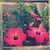 aroma