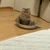 きっと猫