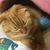 ゆり