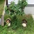 おみこし