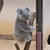 ツチフマズ