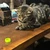 ありはお