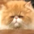 jabba_the_cat
