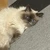 あや