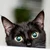 catMov
