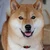 HACHIKO123