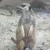 はる