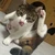 ねこー