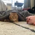 あきふみ