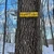 Blueforest5
