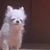 ぴゃんたん