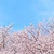 さくら