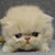 ほげほげ