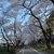 hasechi