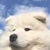 やきいも