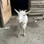 ほし